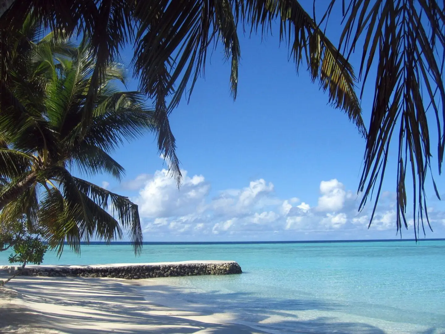 fm=f_116773 A beach with palm trees and blue water
